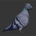 Pigeon Edible Pigeon Play Pigeon Racing Pigeon Military Pigeon Experimental Pigeon Wild Pigeon Rock Pigeon Raw Pigeon 3d model