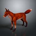 Realistic 3D Red Fox Model With White Chest Standing On Gray Background 3d model