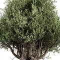Olive Tree 3d model