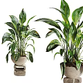 Lush Green Leafy Plants In Decorative Ceramic Pots For Garden Decor