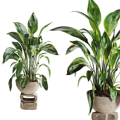 Lush Green Leafy Plants In Decorative Ceramic Pots For Garden Decor 3d model