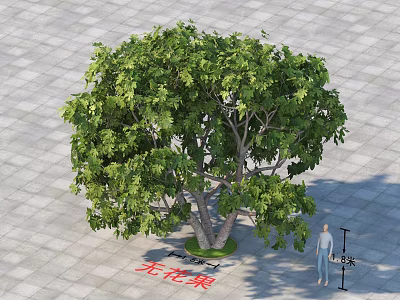 Lush Fig Tree with Multiple Trunks and Green Leaves on Paved Ground with Person 3d model