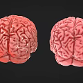 Woman Observing Detailed 3D Brain Models in Pink and Red Tones Against Black Background