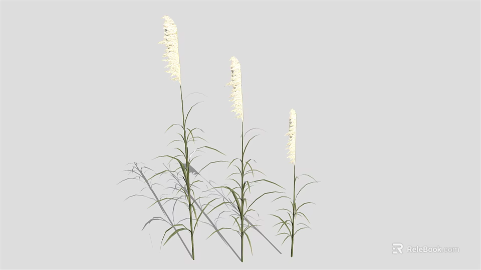 Three Tall Slender White Spike Plants With Green Leaves Against Light Gray Background 3d model 