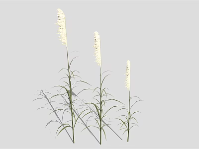 Three Tall Slender White Spike Plants With Green Leaves Against Light Gray Background 3d model
