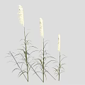 Three Tall Slender White Spike Plants With Green Leaves Against Light Gray Background