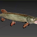 Freshwater Pike Fish With Elongated Body Open Mouth And Reddish Fins In Blue Underwater Background