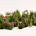 Vibrant Pink Flowers And Green Grass In Landscape With Various Height Leaves