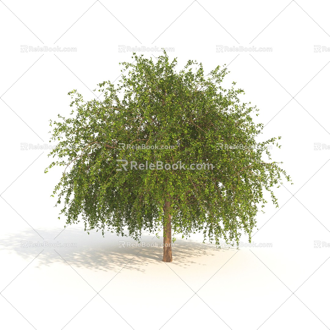 trees dwarf plants arbor 3d model