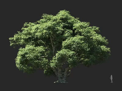 Tall Tree with Lush Green Foliage Thick Trunk and Human Figure for Scale 3d model
