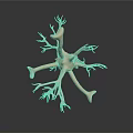Highly Detailed 3D Rendered Medical Anatomical Neuron Model For Educational Training