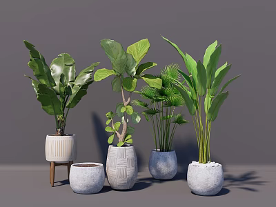 Various Potted Bonsai Plants With Different Ceramic Pots And Lush Green Leaves 3d model