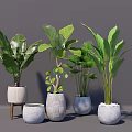 Various Potted Bonsai Plants With Different Ceramic Pots And Lush Green Leaves