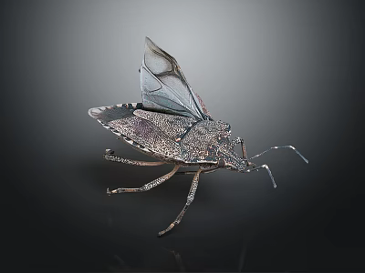 Spotted Bug with Spread Transparent Wings and Detailed Exoskeleton on Dark Background 3d model