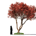 Ornamental Arbor With Lush Vibrant Red Leaves And Human Figure For Scale Decoration