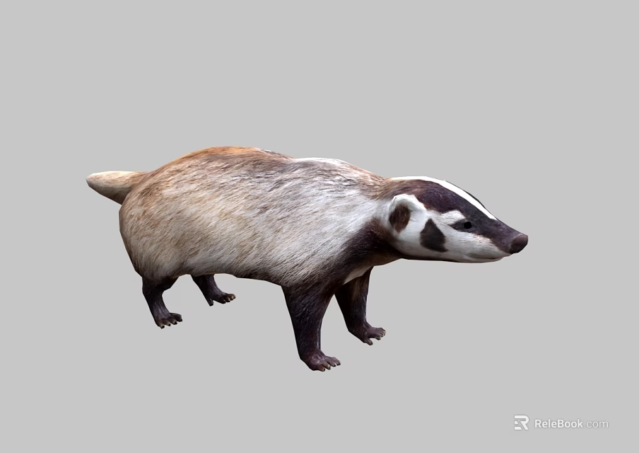Brown And White Badger With Black Facial Markings Standing On Gray Background 3d model 