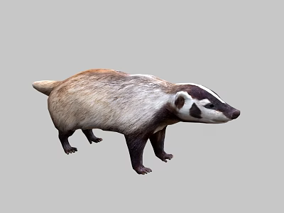 Brown And White Badger With Black Facial Markings Standing On Gray Background 3d model