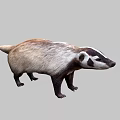 Brown And White Badger With Black Facial Markings Standing On Gray Background