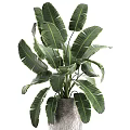 Bonsai Potted Plant With Large Green Leaves In Gray Textured Pot For Indoor Natural Decoration