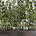 Lush Garden Decorative Greenery With Vibrant Leafy Plants In Rectangular Black Planter
