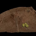 Earthy Ground With Three Green Fruits Black Spots Tree Roots And Dry Leaves