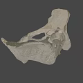 Detailed White Human Pelvis Model on Dark Background for Anatomical Study