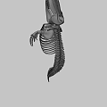 Detailed Marine Animal Skeleton With Vertebrae Ribs And Skull Structure