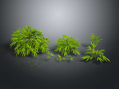 Lush Green Bamboo With Different Sizes And Vibrant Leaves On Dark Background 3d model