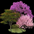 Vibrant Arbor Trees With Purple Pink Green Blooms And Lush Foliage In Garden