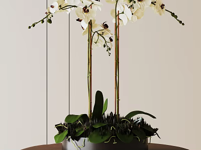 Potted Bonsai Plant With White Orchids Tall Stems Green Leaves Dark Pot Wooden Table 3d model