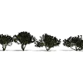 Various Arbor Trees With Different Green Foliage And Natural Growth Forms 3d model