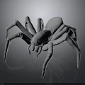 White Spider 3D Model With Detailed Legs Rendered On Dark Background 3d model