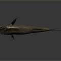 Brownish Fish With Yellow Abdomen And Scales Isolated On Dark Background