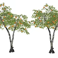 Healthy Fruit Bearing Trees With Orange Fruits Green Leaves And Dark Trunks