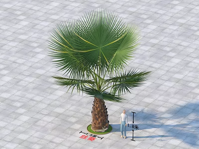 Tall Palm Tree 14 Meters High Standing On Paved Ground With Person Nearby 3d model