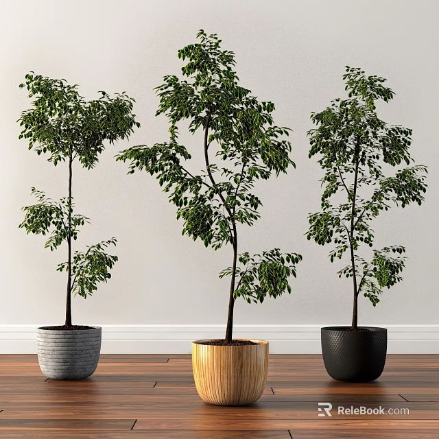 Bonsai Potted Plants in Gray Wooden and Black Pots for Indoor Decoration 3d model 