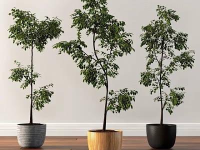 Bonsai Potted Plants in Gray Wooden and Black Pots for Indoor Decoration 3d model