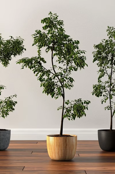 Bonsai Potted Plants in Gray Wooden and Black Pots for Indoor Decoration 3d model