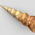 Shell 2 Clam Shell Ornament 3d model