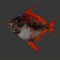 Vibrant Red Blue Purple Fish With White Spots And Red Fins
