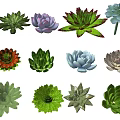 Succulent Plant Combinations With Various Colors And Different Shapes For Indoor Decoration