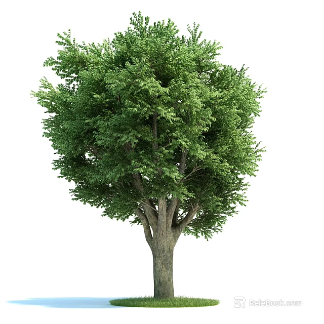 Tall Healthy Arbor Tree With Lush Green Foliage And Strong Trunk 3d model 