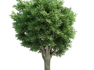Tall Healthy Arbor Tree With Lush Green Foliage And Strong Trunk 3d model