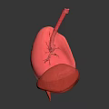 Detailed Human Lungs 3D Anatomical Model With Trachea And Bronchi Structures 3d model