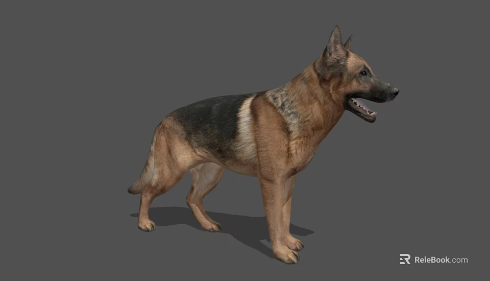 Realistic German Shepherd 3D Model Standing On Gray Background With Natural Pose And Detailed Fur 3d model 