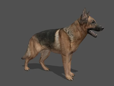 Realistic German Shepherd 3D Model Standing On Gray Background With Natural Pose And Detailed Fur 3d model