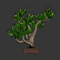 Elegant Bonsai Plant With Green Leaves And Brown Trunk In Square Pot