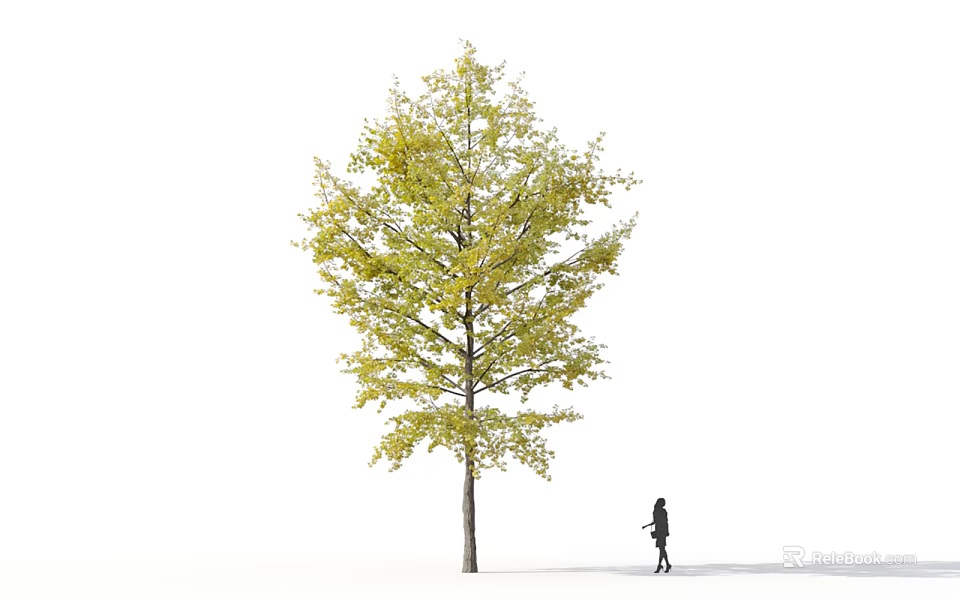 Tall Ginkgo Tree With Yellow Leaves And Person Walking Beside Slender Trunk 3d model 