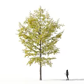 Tall Ginkgo Tree With Yellow Leaves And Person Walking Beside Slender Trunk