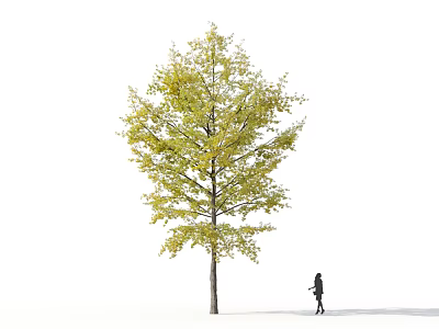 Tall Ginkgo Tree With Yellow Leaves And Person Walking Beside Slender Trunk 3d model
